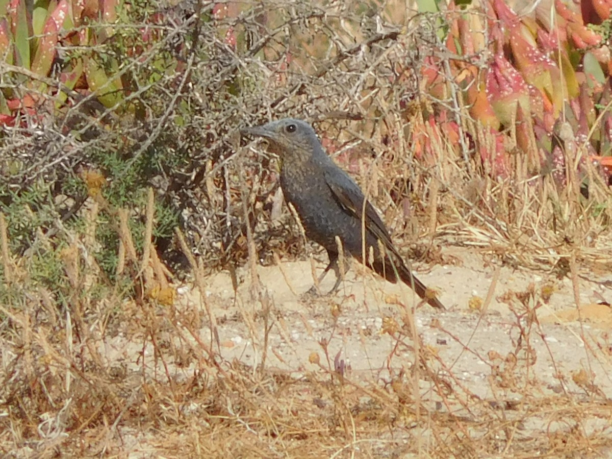 Blue Rock-Thrush - ML620851465