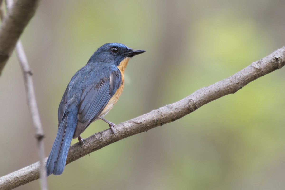 Tickell's Blue Flycatcher - ML620851473