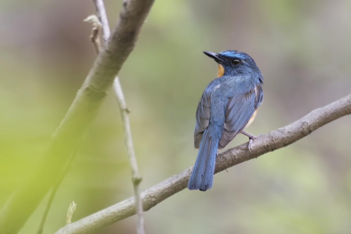 Tickell's Blue Flycatcher - ML620851474