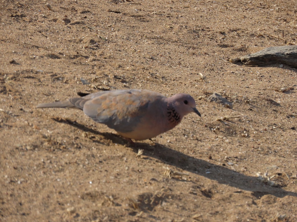 Laughing Dove - ML620851477