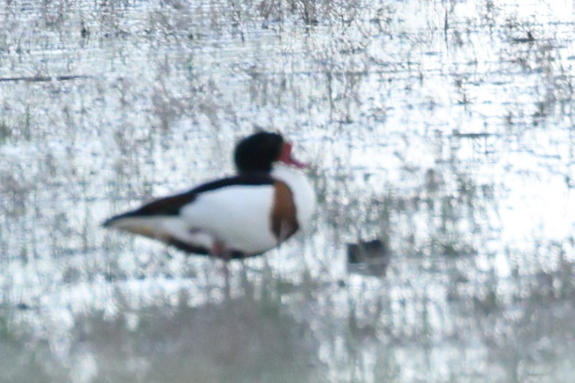 Common Shelduck - ML620851528