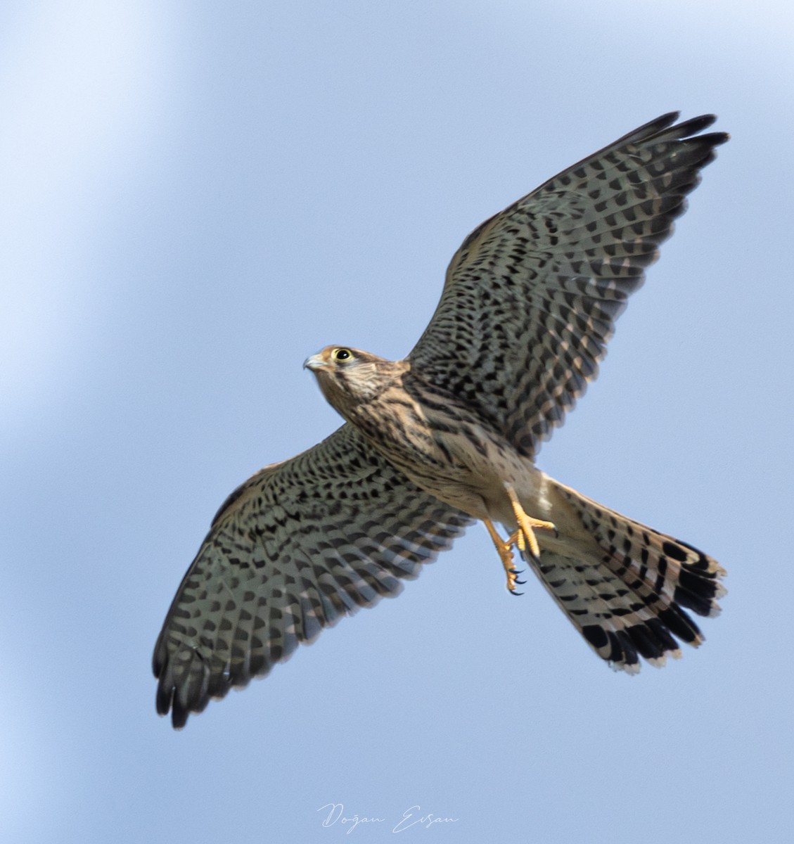Eurasian Sparrowhawk - ML620851561
