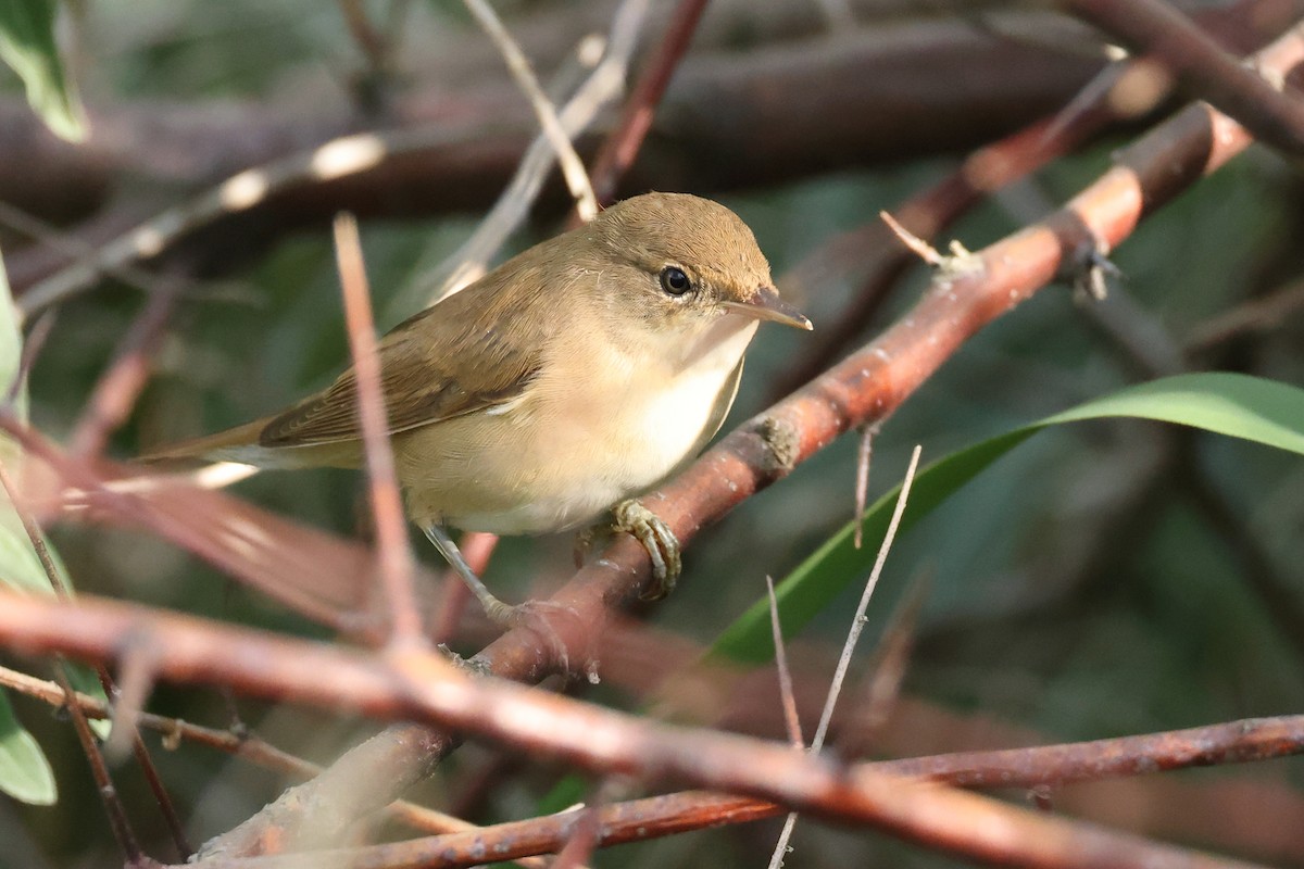 Common Reed Warbler - ML620851569