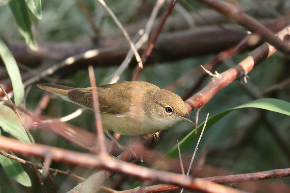 Common Reed Warbler - ML620851570