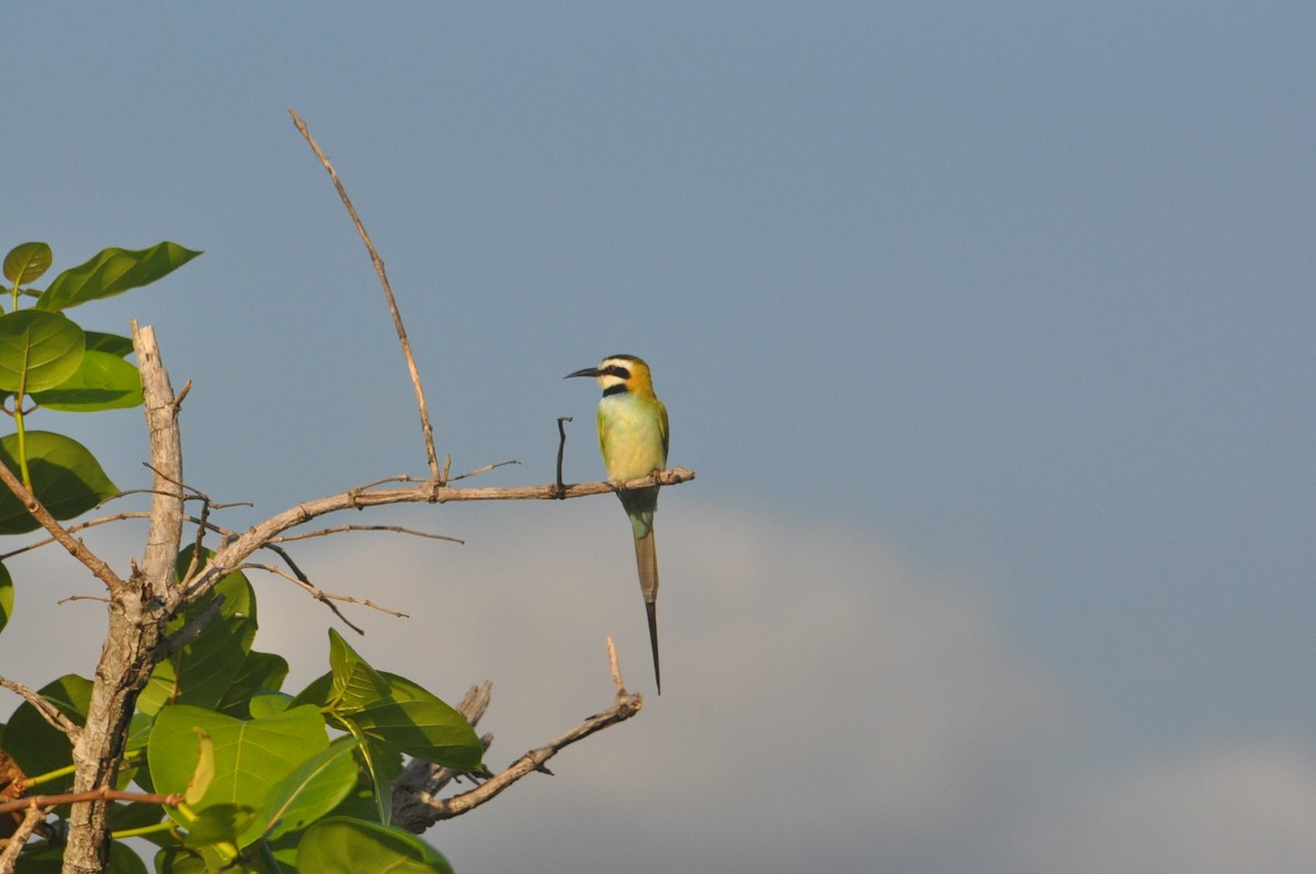 White-throated Bee-eater - ML620851580