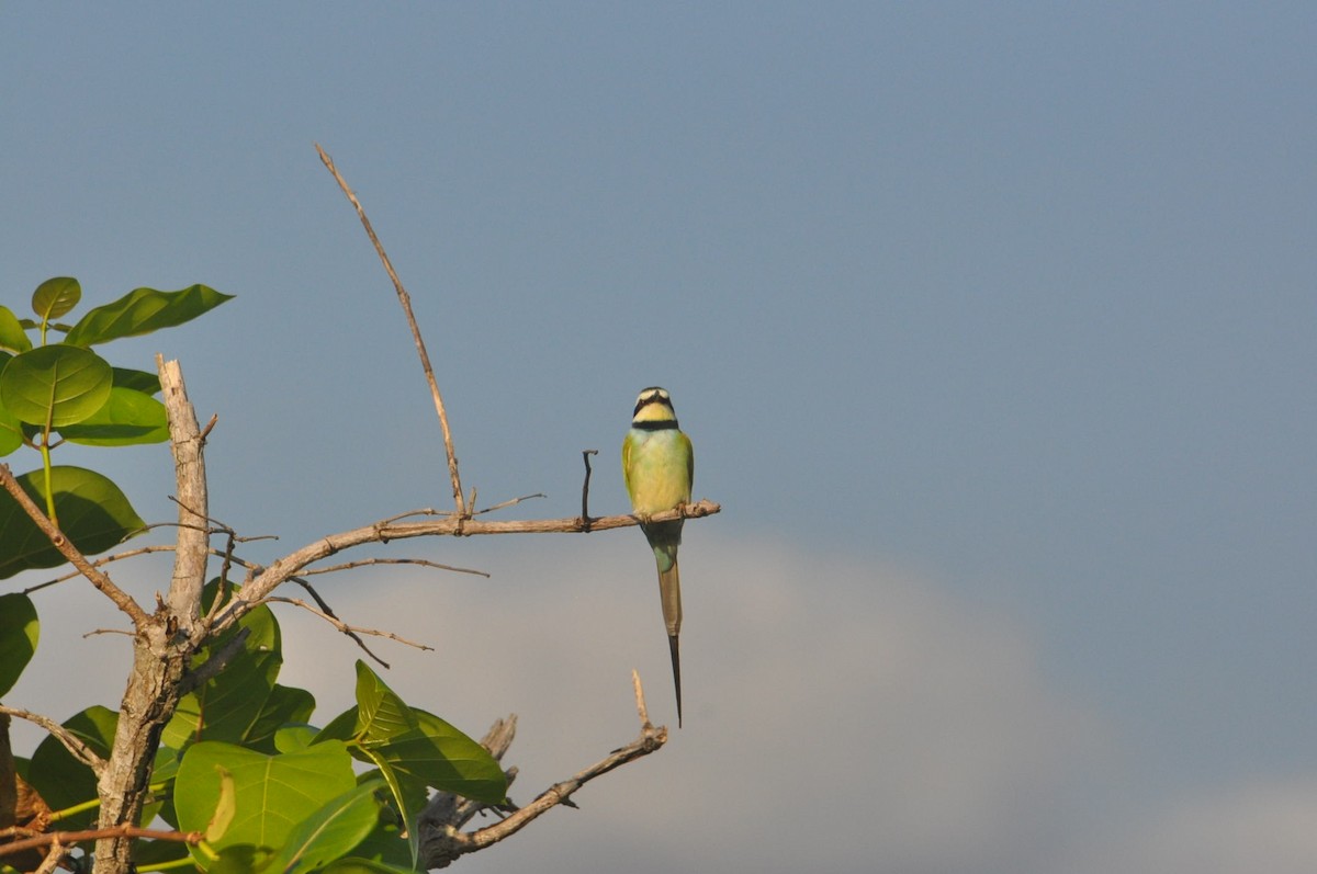 White-throated Bee-eater - ML620851581