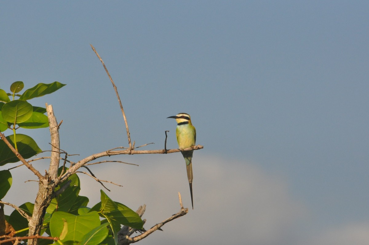 White-throated Bee-eater - ML620851582