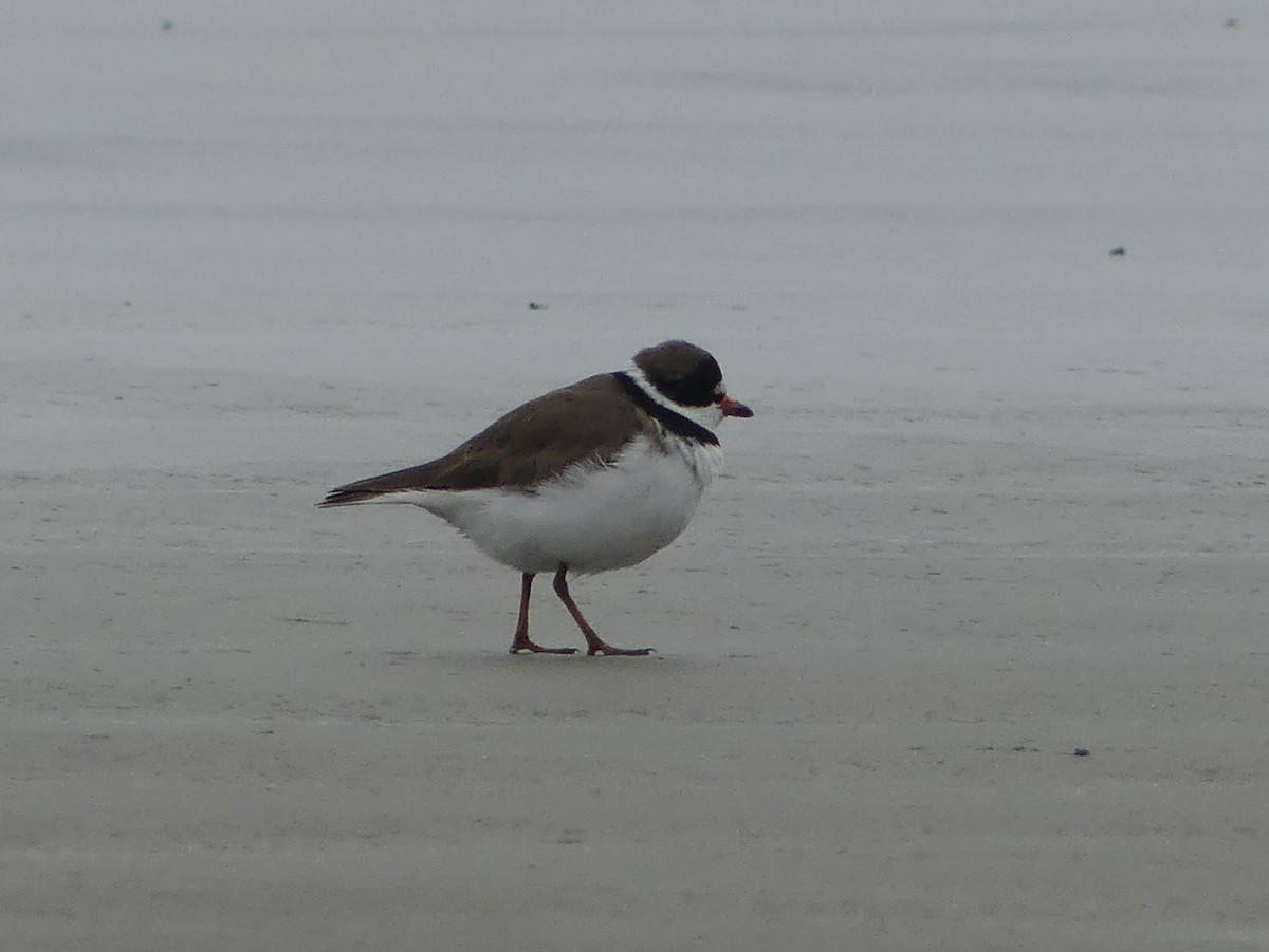 Semipalmated Plover - ML620851584