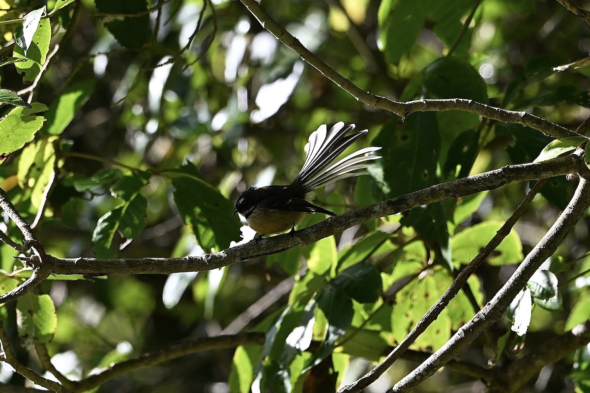 New Zealand Fantail - Chad Ludwig