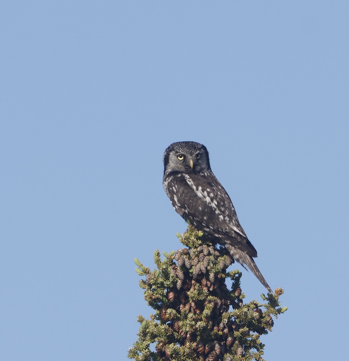 Northern Hawk Owl - ML620851613