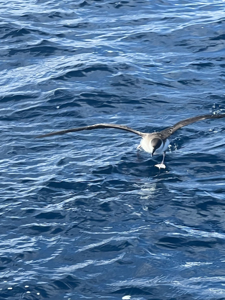 Great Shearwater - ML620851614