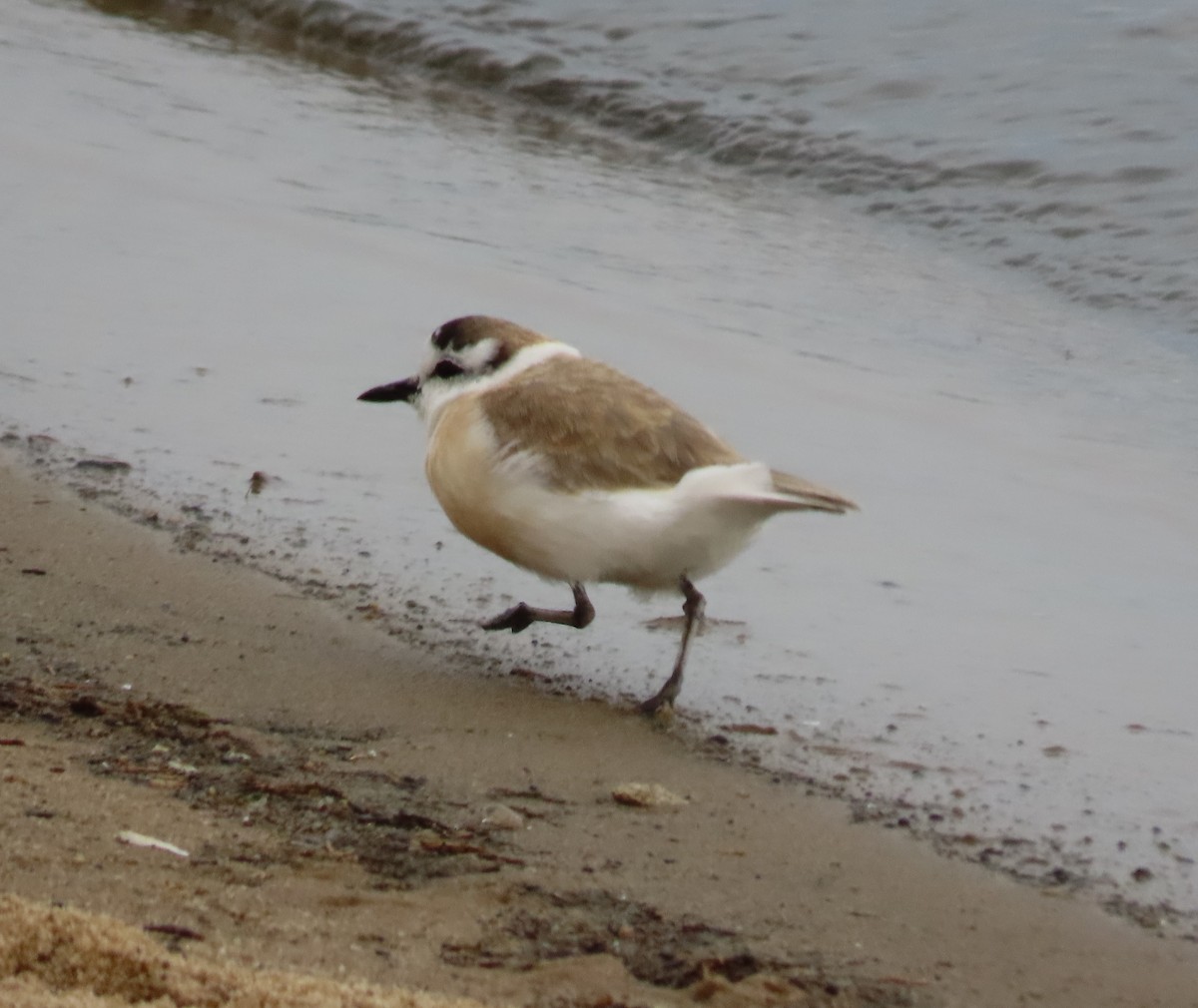 White-fronted Plover - ML620851681