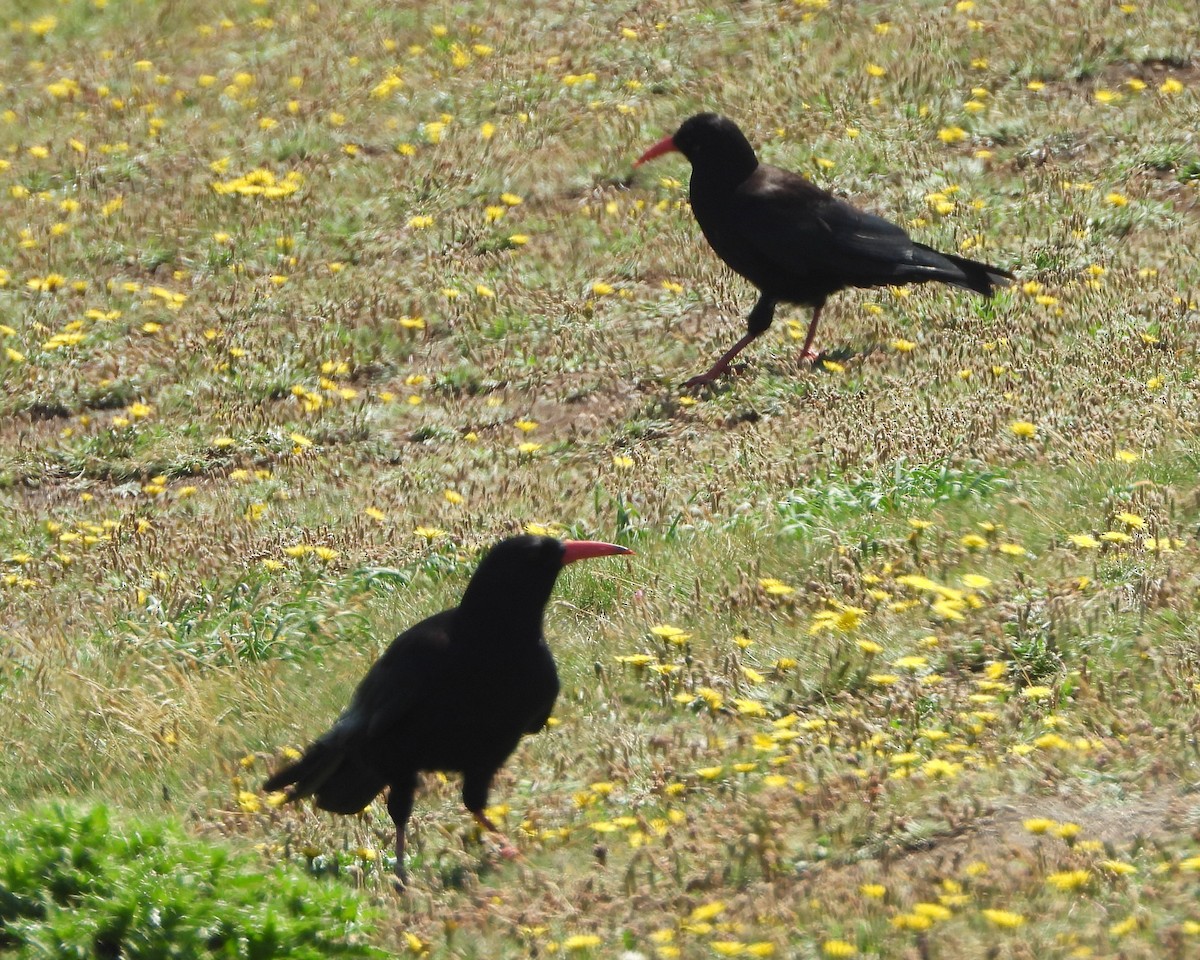 Red-billed Chough - ML620851705