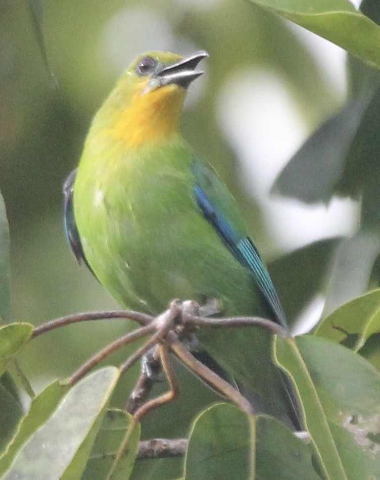Yellow-throated Leafbird - ML620851707
