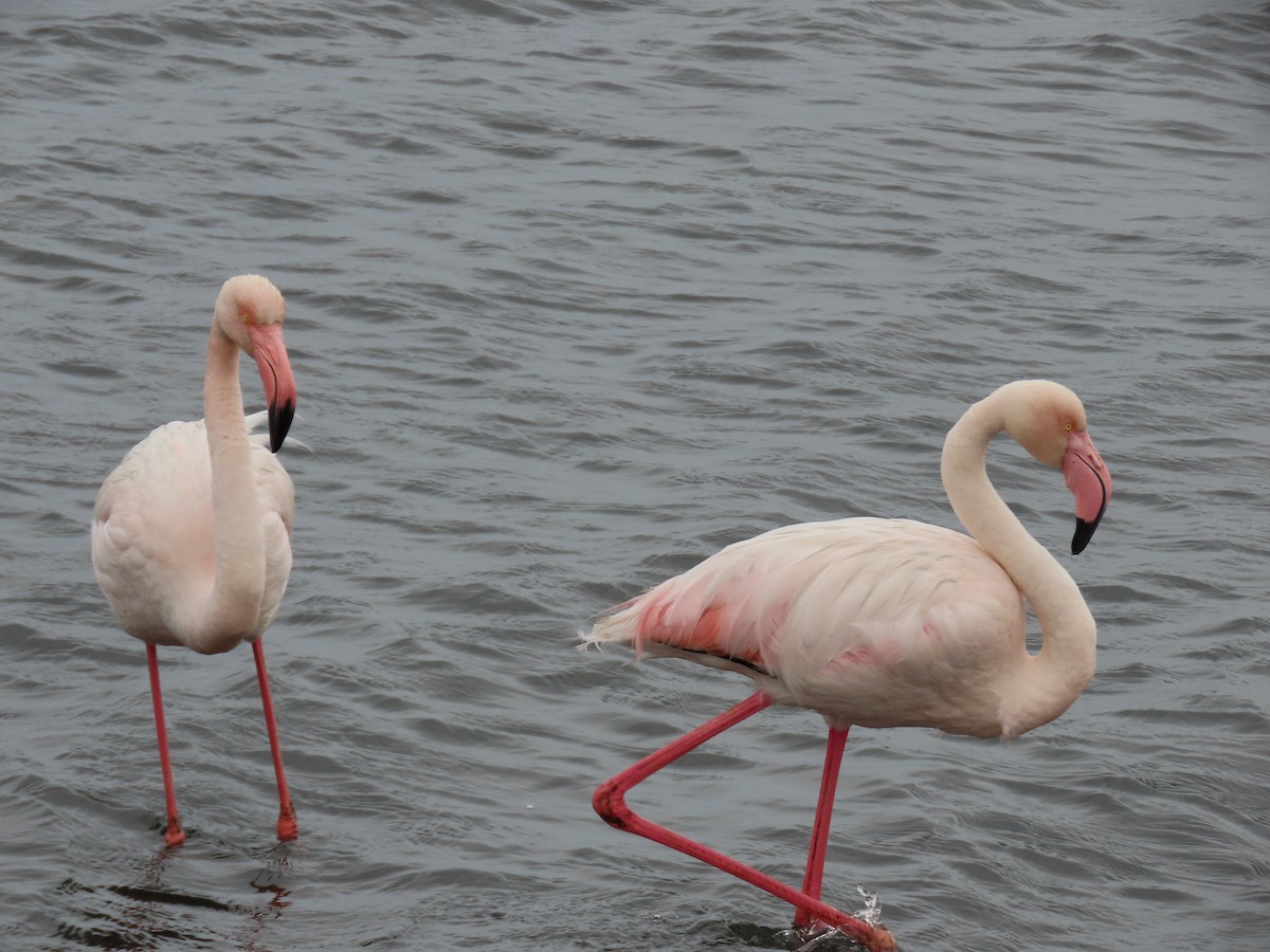 Greater Flamingo - ML620851717