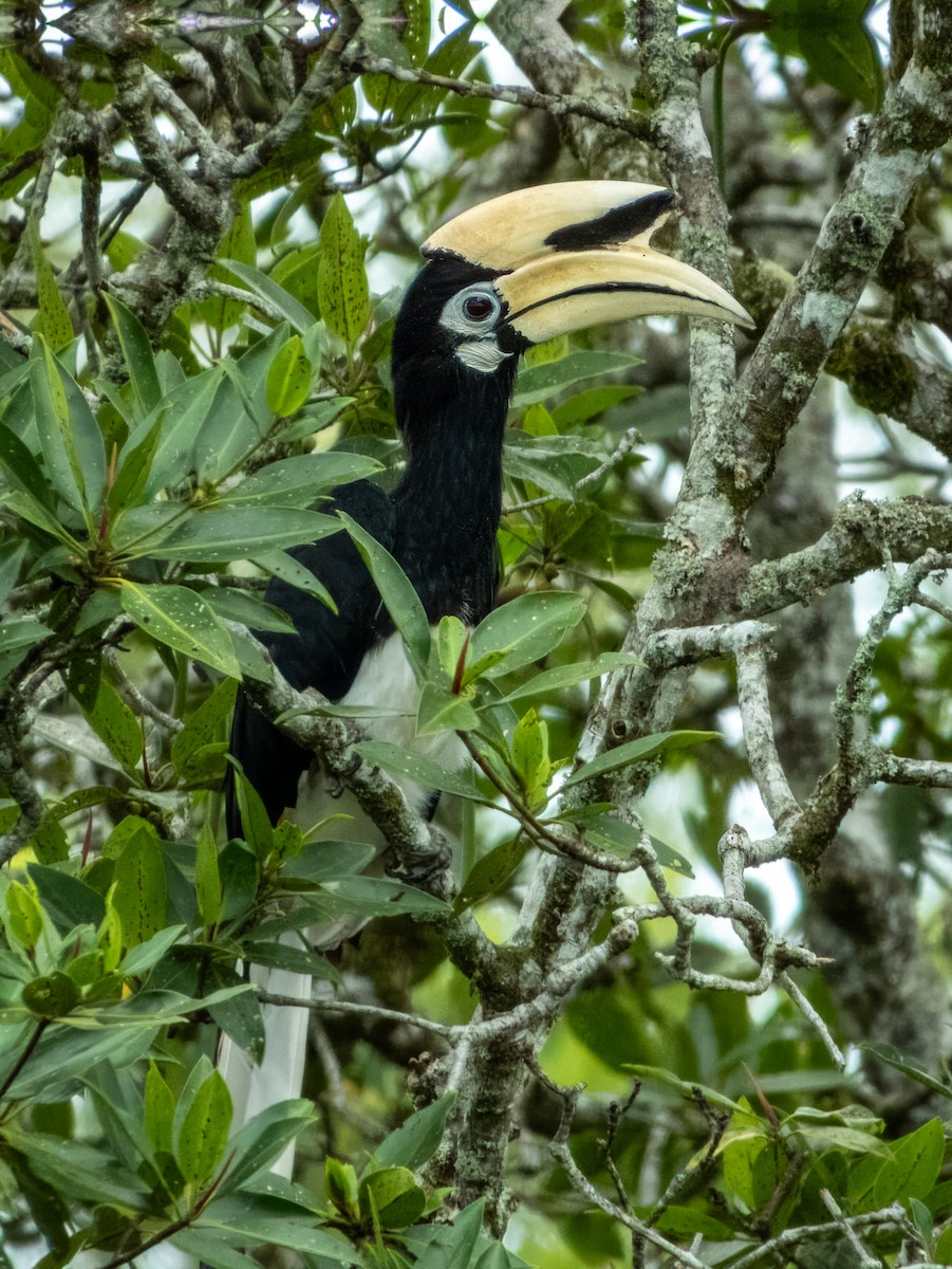 Oriental Pied-Hornbill - ML620851720