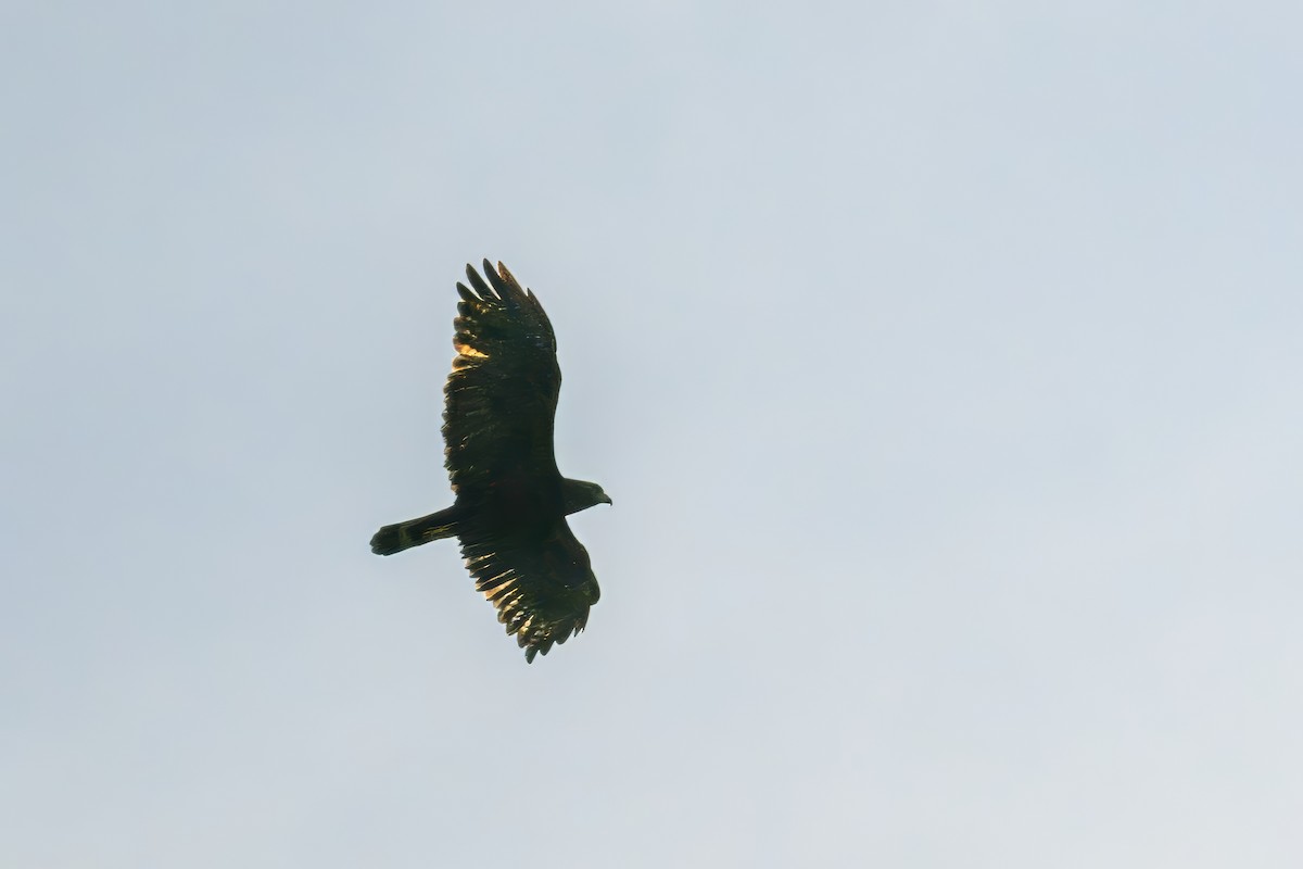 Zone-tailed Hawk - ML620851727