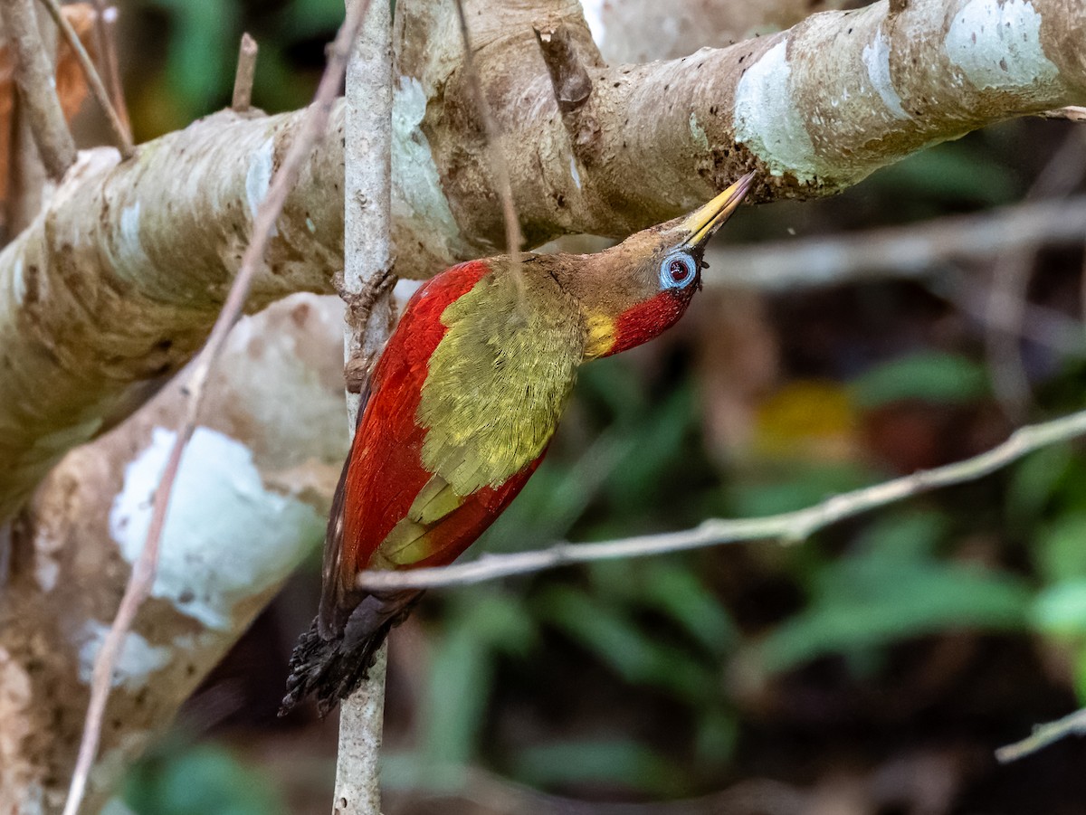 Crimson-winged Woodpecker - ML620851738