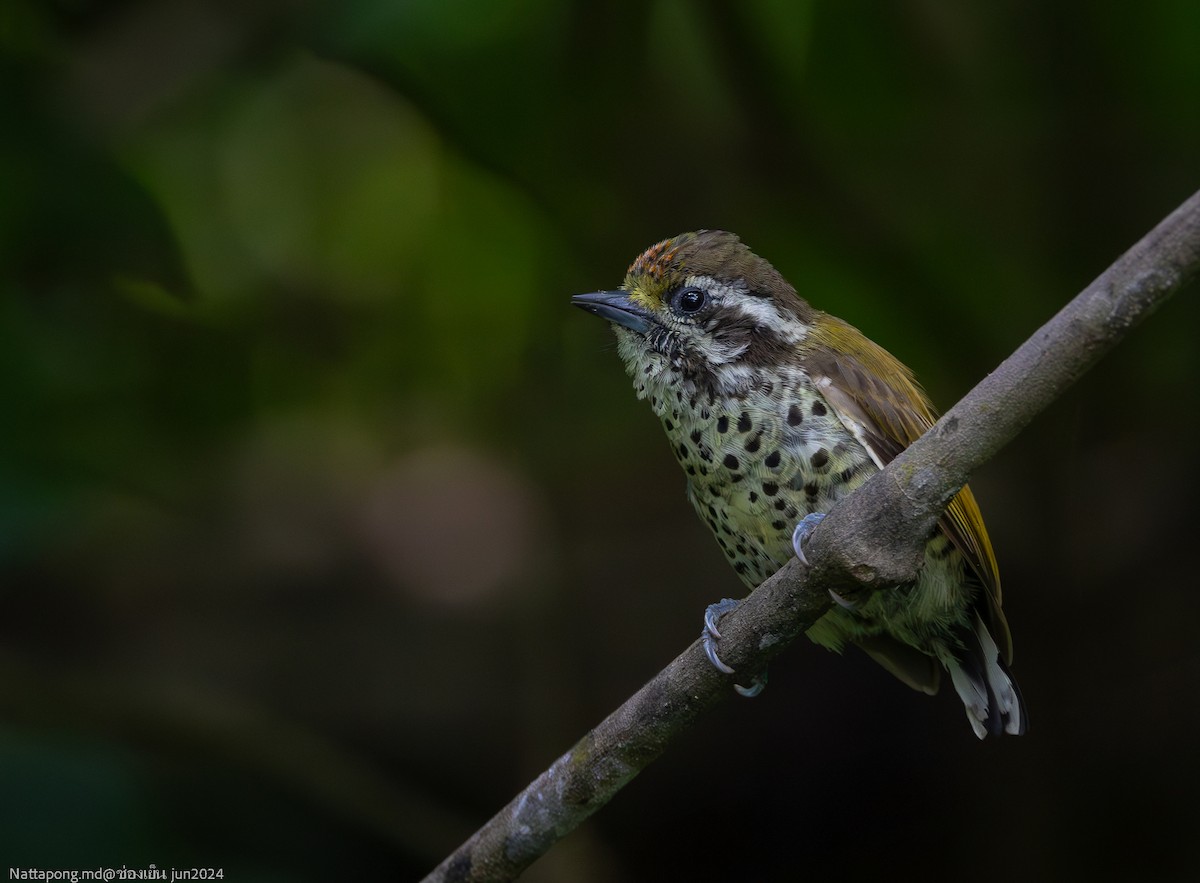 Speckled Piculet - ML620851748