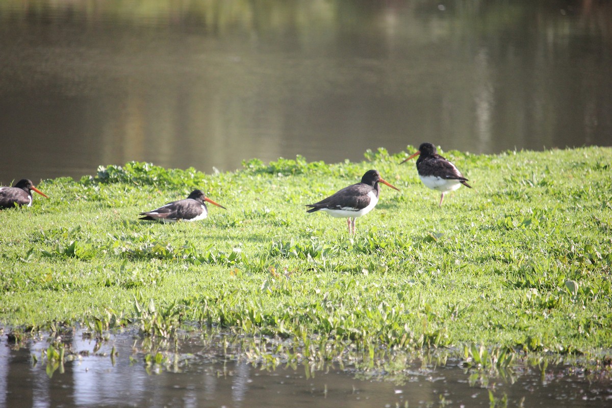 South Island Oystercatcher - ML620851758