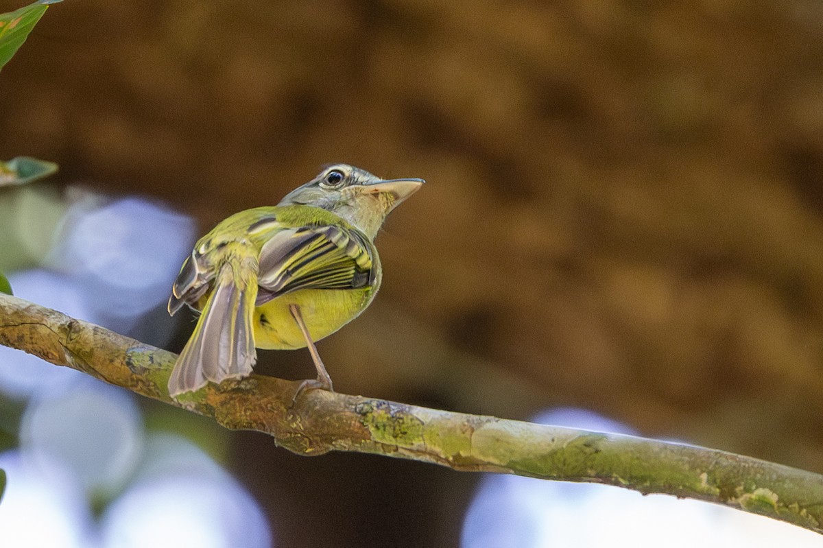 Yellow-olive Flatbill - ML620851776