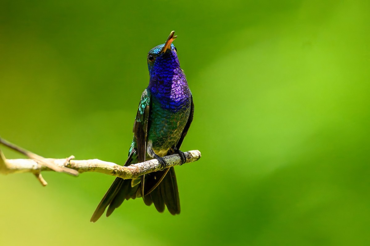 kolibřík safírovohrdlý - ML620851802