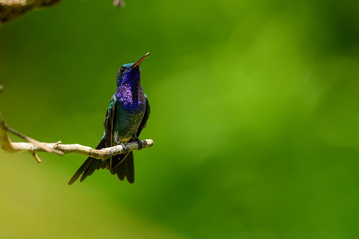 kolibřík safírovohrdlý - ML620851804