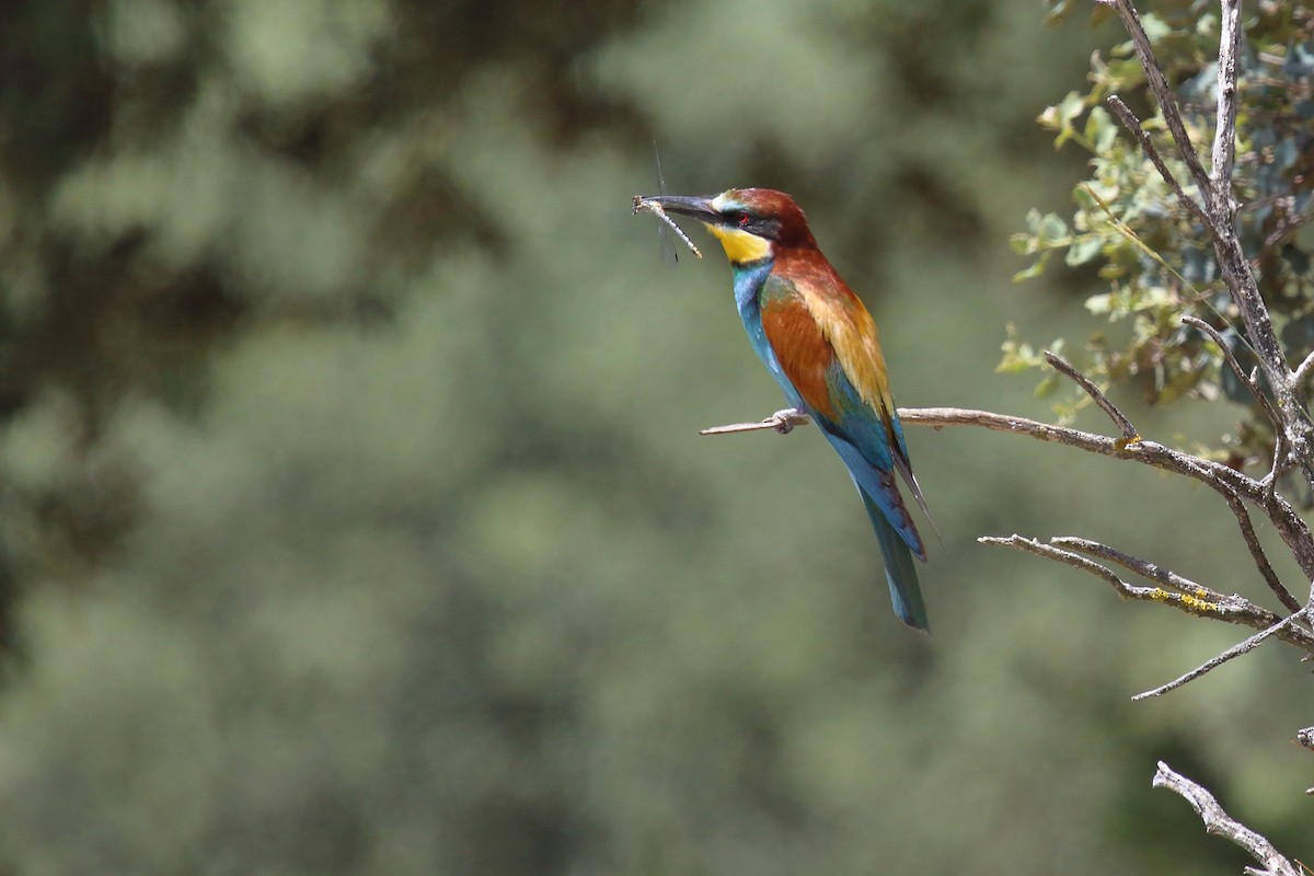 European Bee-eater - ML620851809