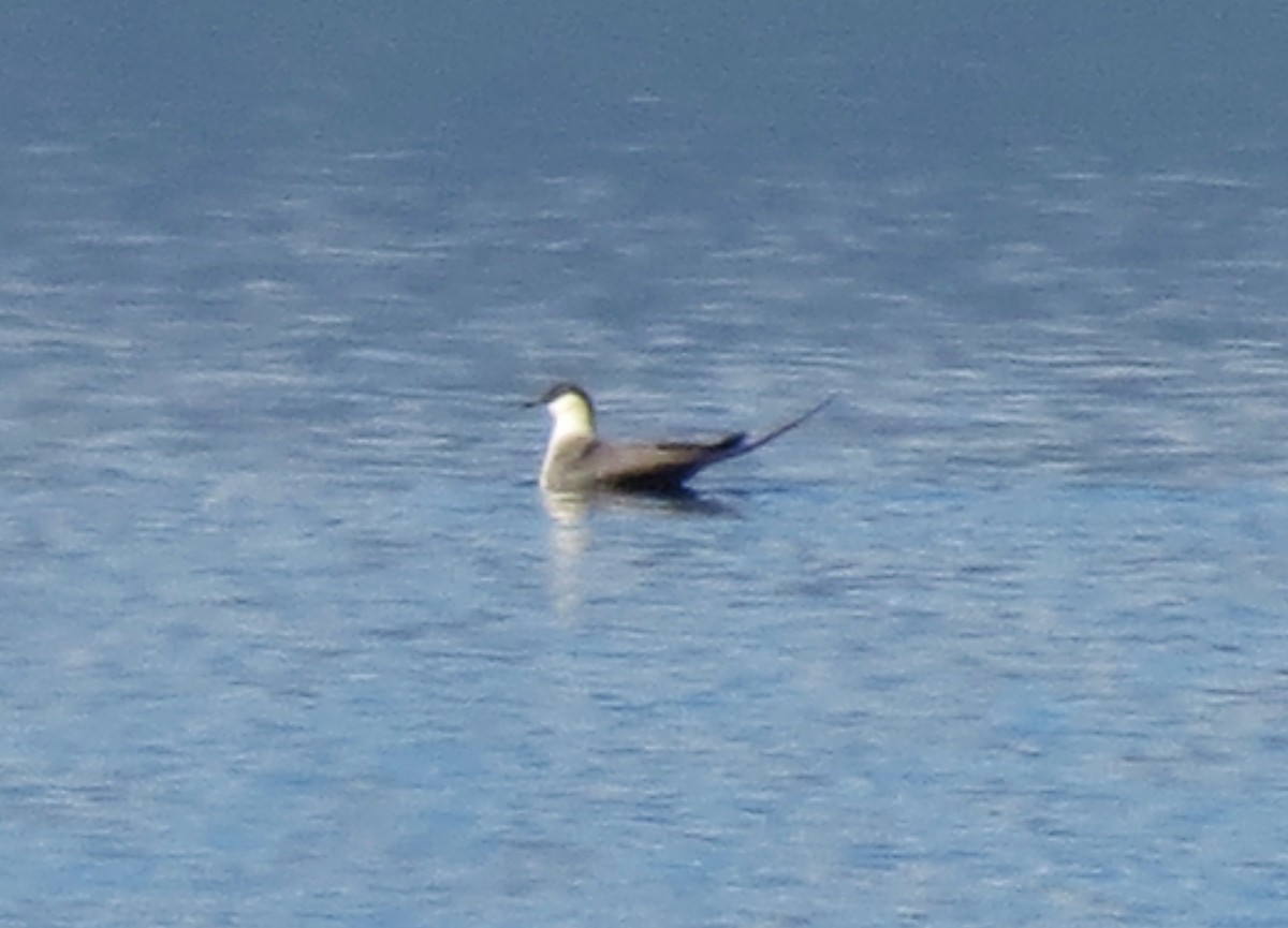 Long-tailed Jaeger - ML62085181