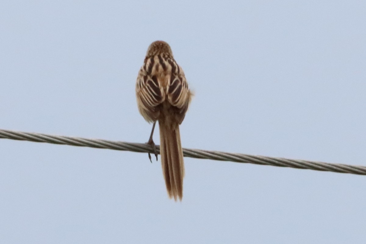 Striated Grassbird - ML620851821
