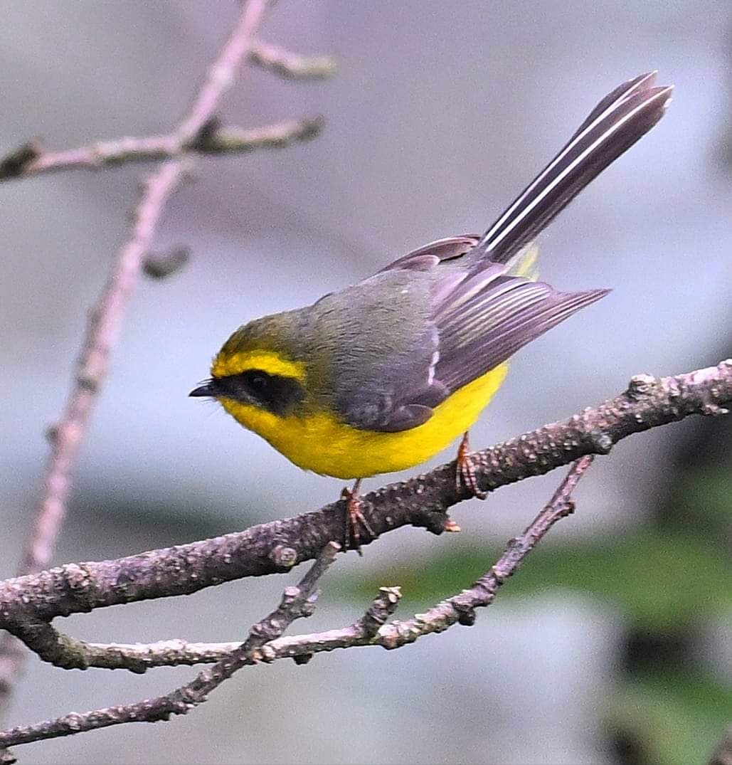 Yellow-bellied Fairy-Fantail - ML620851830