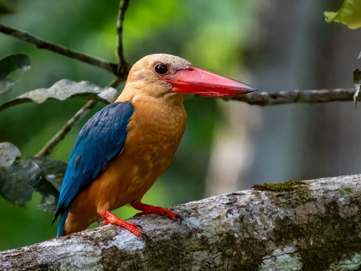 Stork-billed Kingfisher - ML620851839