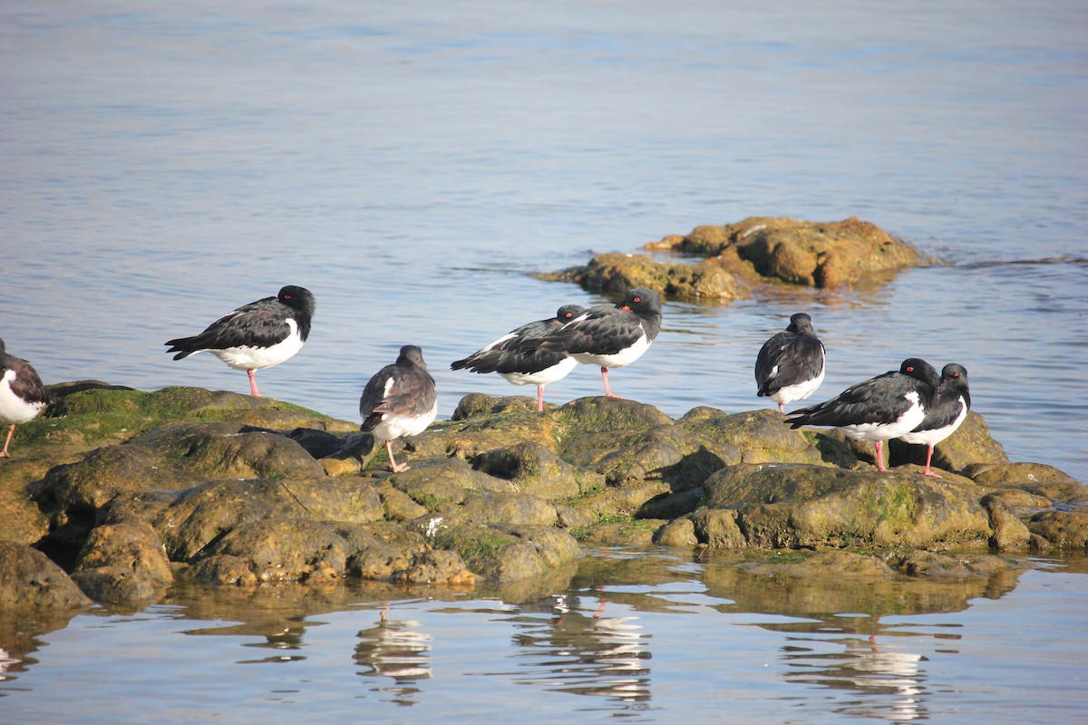 South Island Oystercatcher - ML620851862