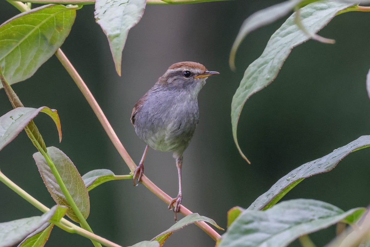 Gray-sided Bush Warbler - ML620851902