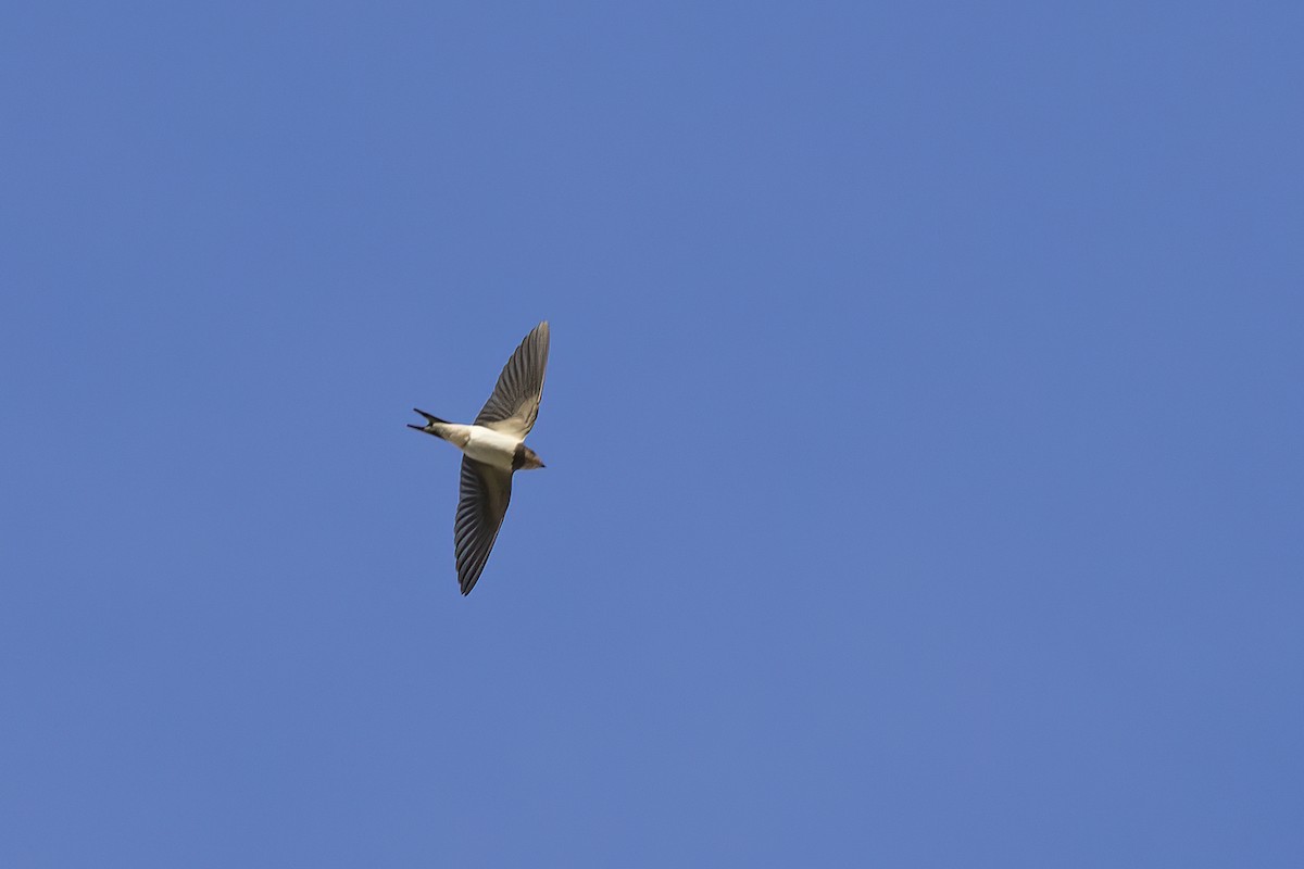 Barn Swallow - ML620851936