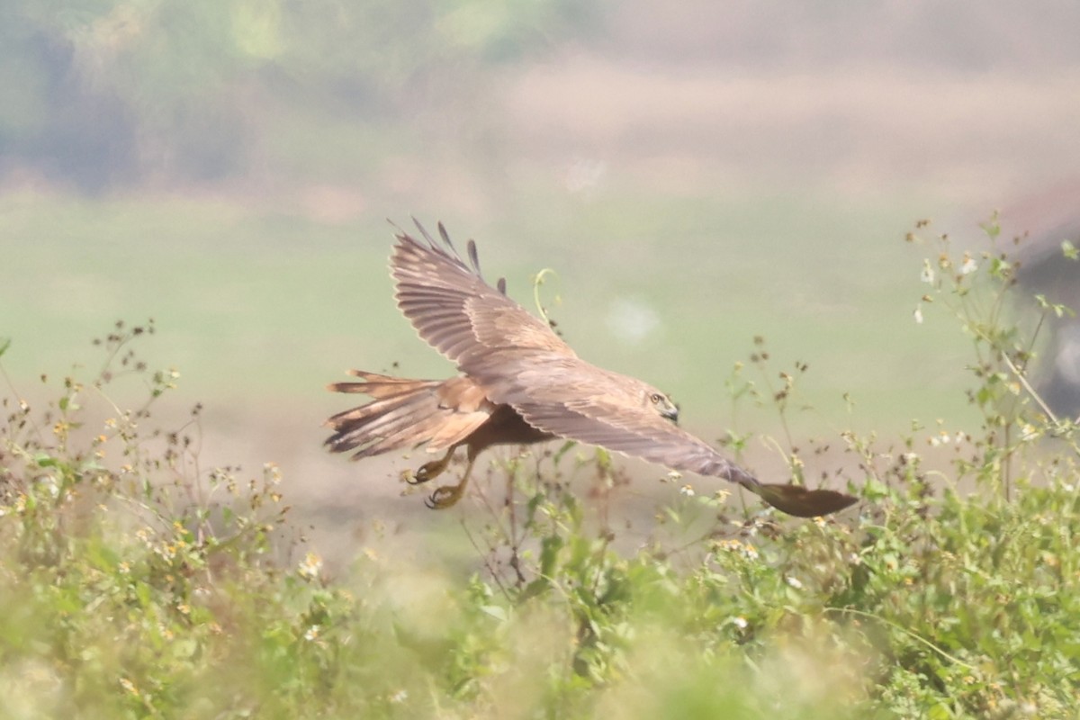 Eastern Marsh Harrier - ML620851937