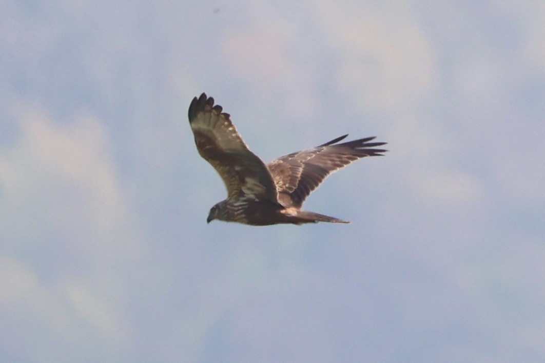 Eastern Marsh Harrier - ML620851939