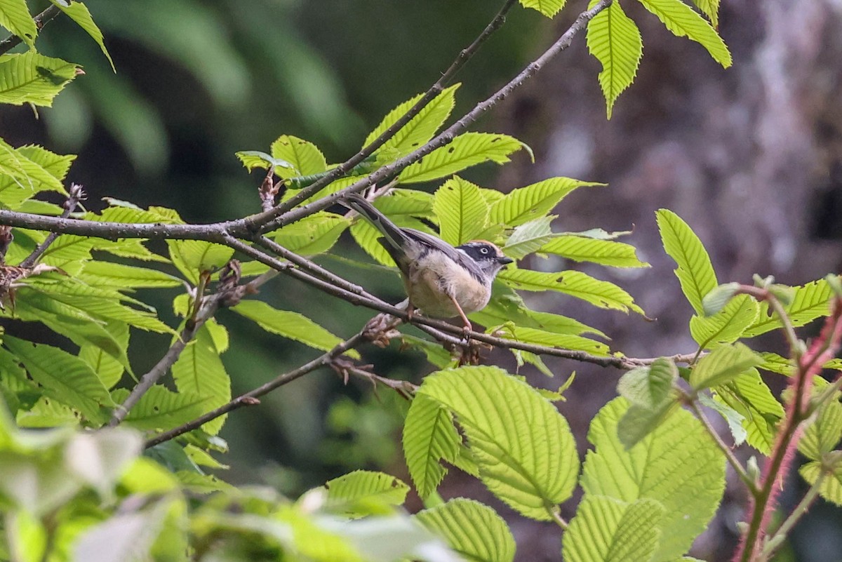 Black-browed Tit (Rufous-fronted) - ML620851944