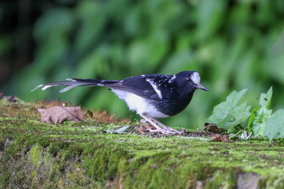Spotted Forktail - ML620851978