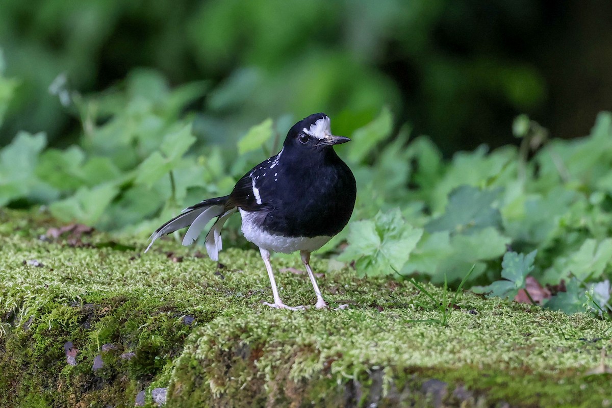 Spotted Forktail - ML620851979