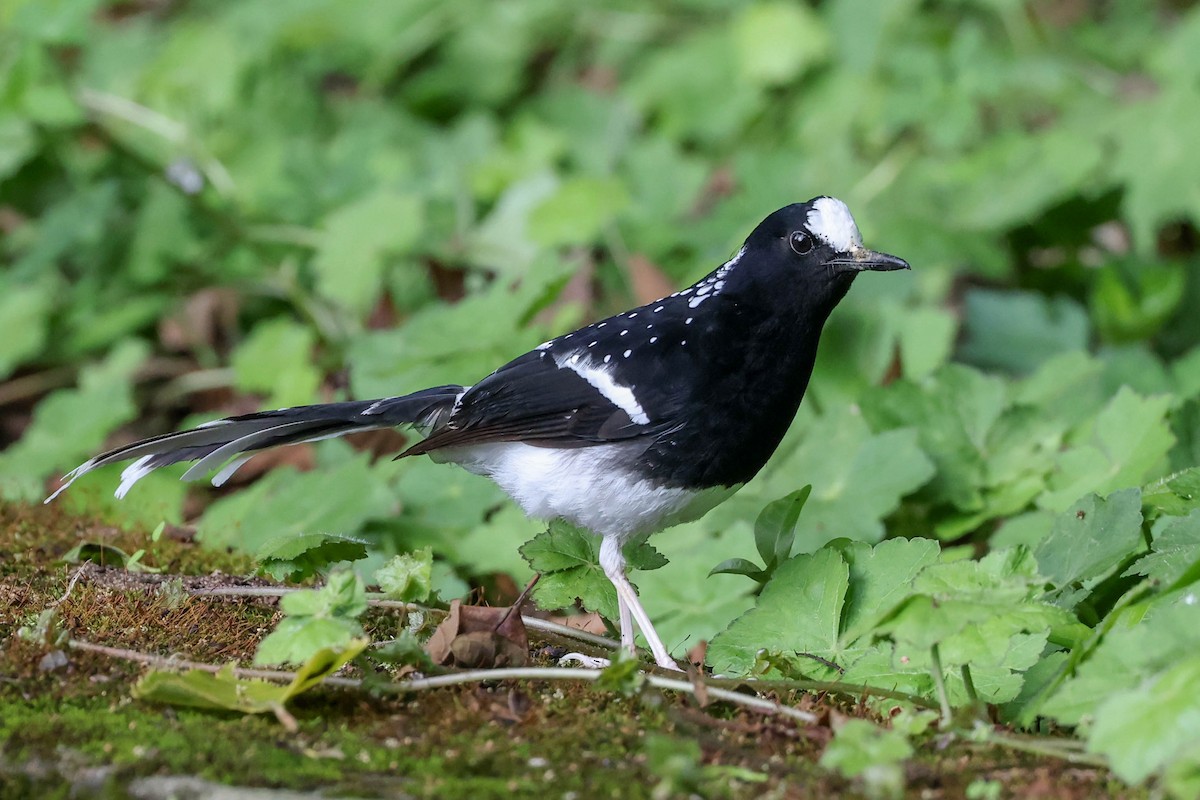 Spotted Forktail - ML620851980