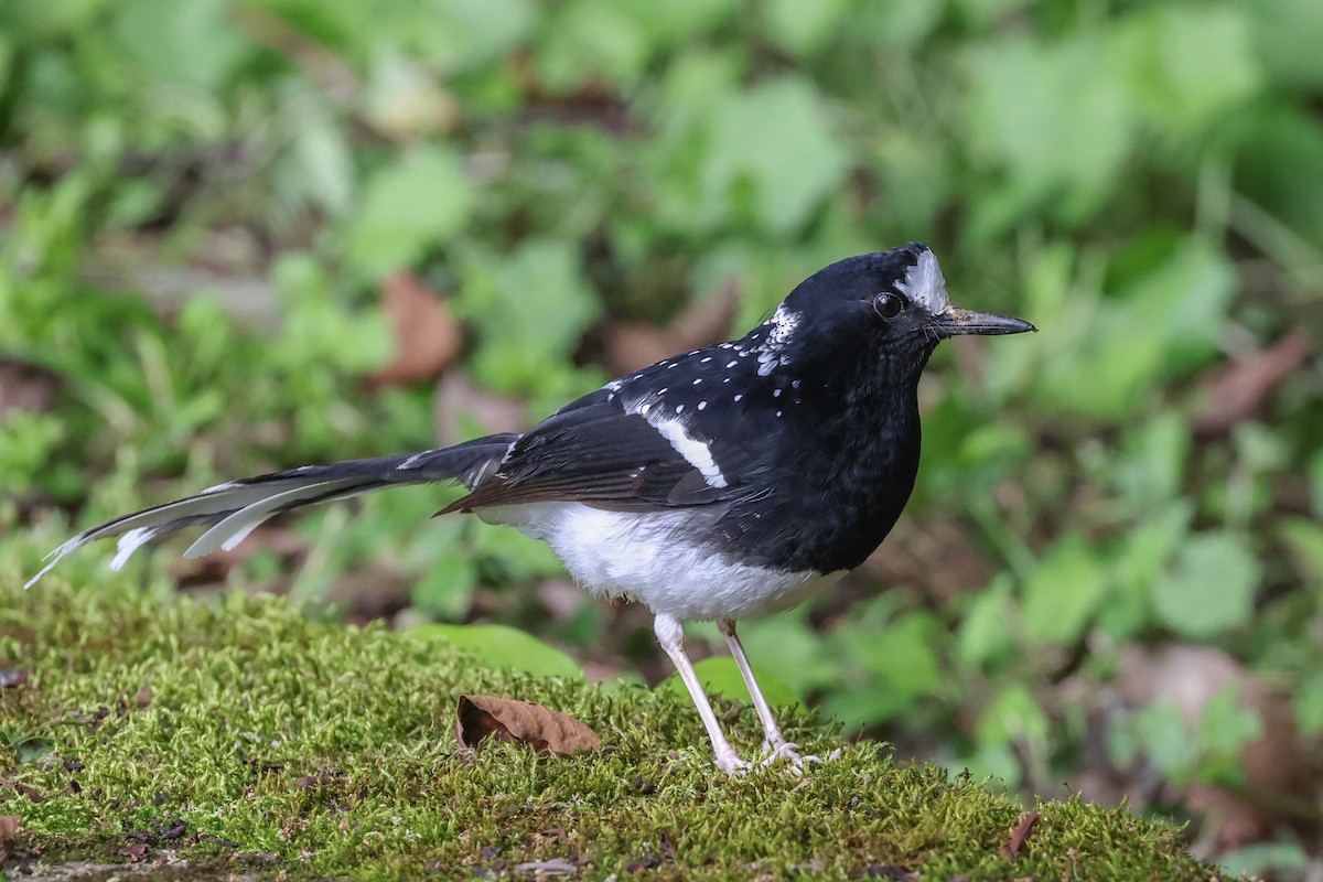 Spotted Forktail - ML620851981