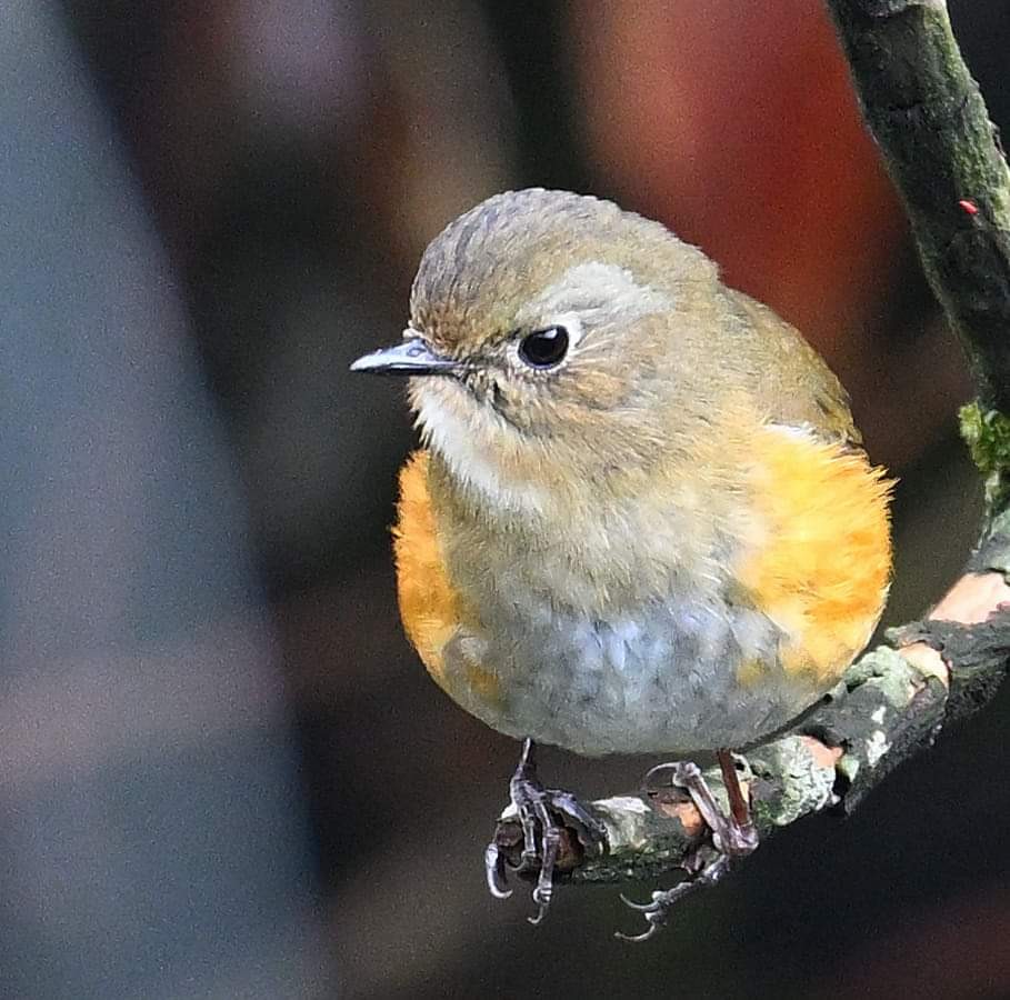 Red-flanked/Himalayan Bluetail - ML620851991