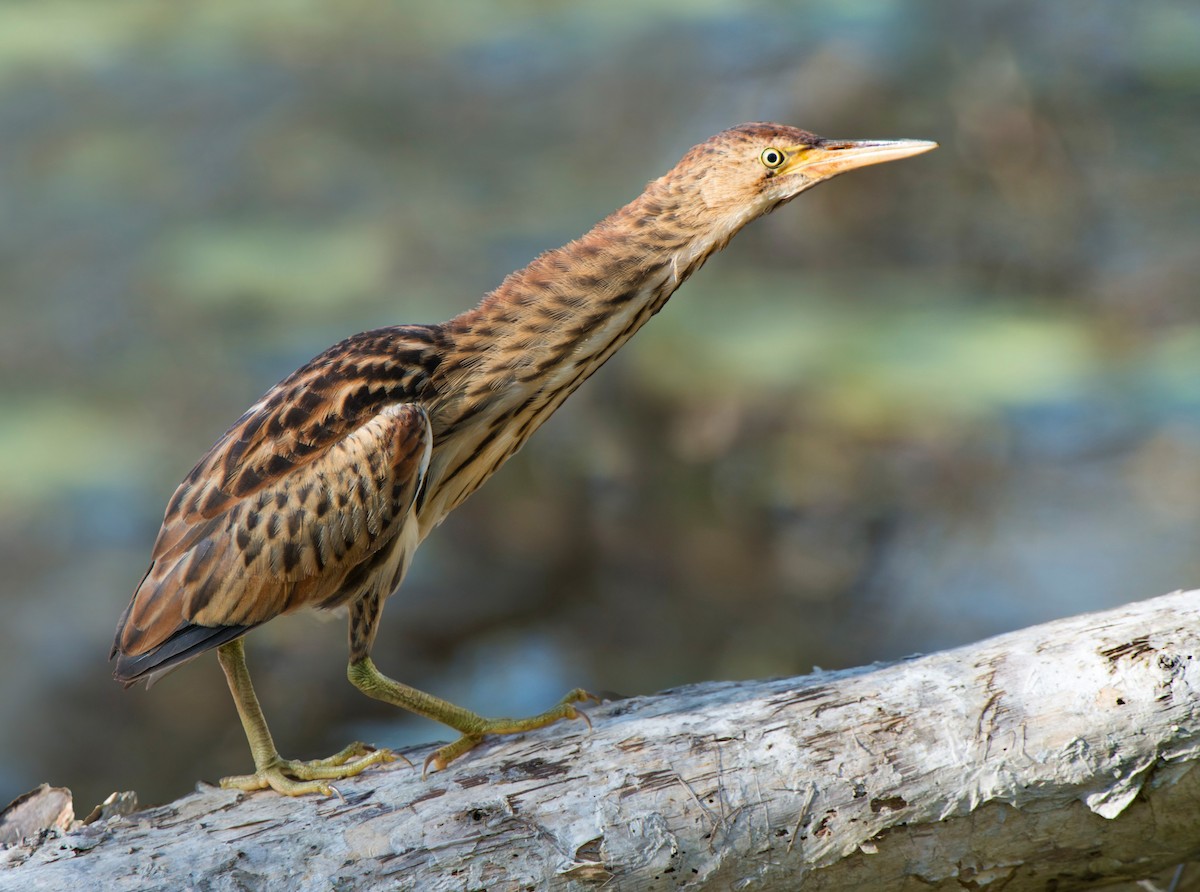 Black-backed Bittern - ML620851993