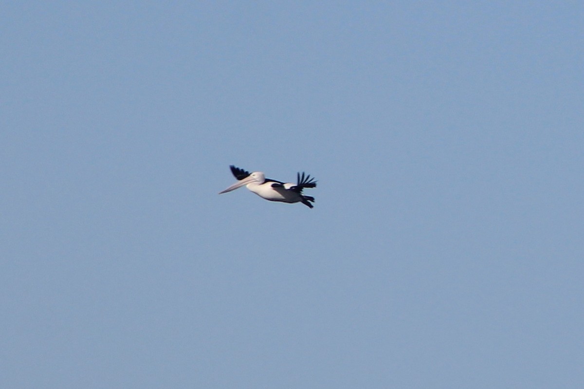 Австралийский пеликан - ML620852003