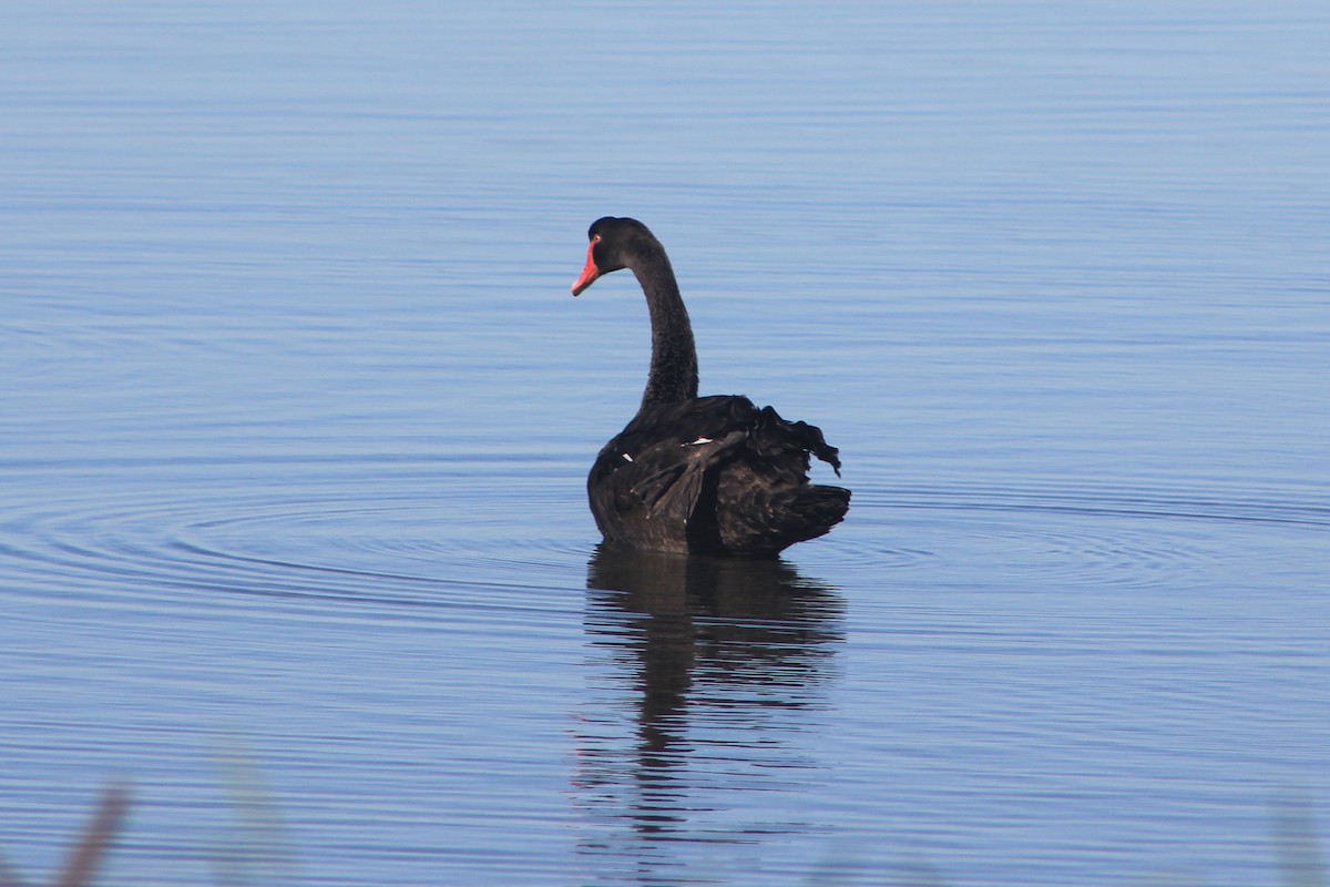 Black Swan - ML620852027