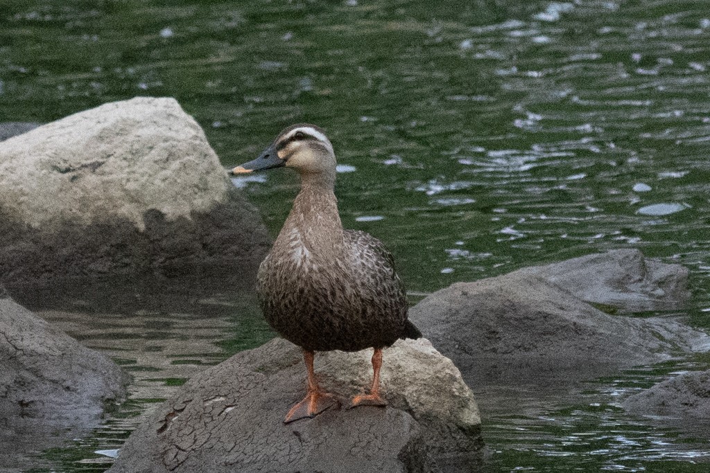 Eastern Spot-billed Duck - ML620852052