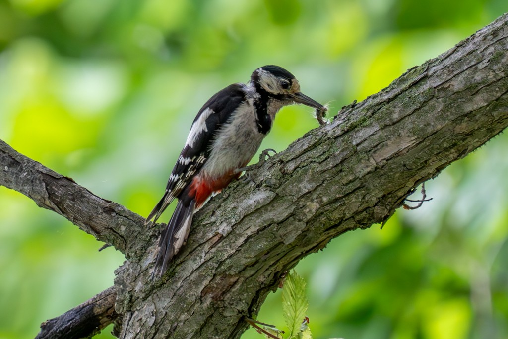 Great Spotted Woodpecker - ML620852054