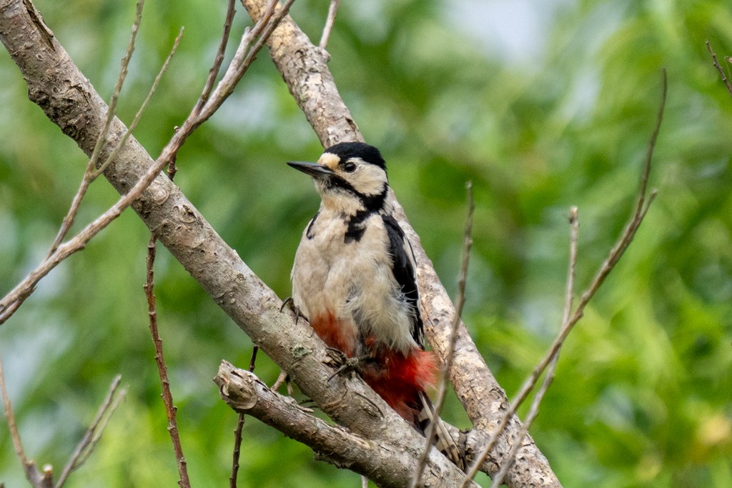 Great Spotted Woodpecker - MASATO TAKAHASHI