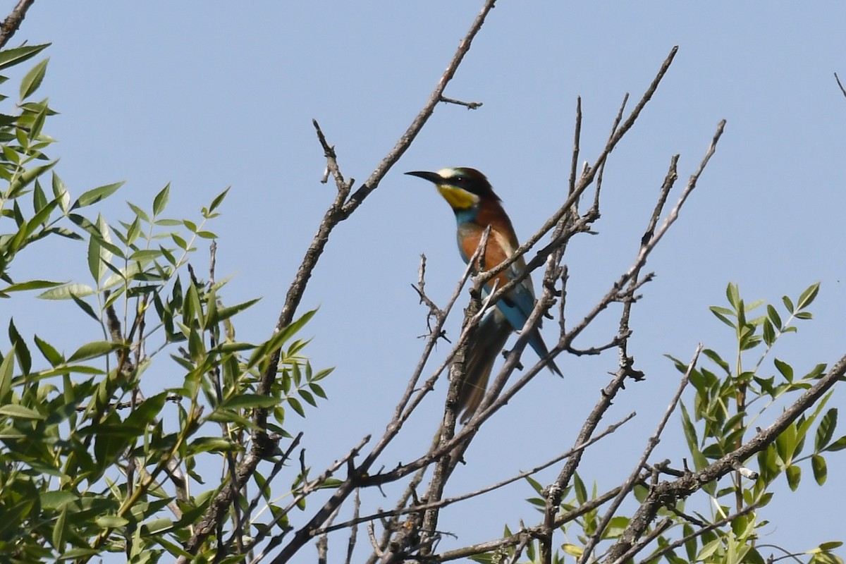 European Bee-eater - ML620852092